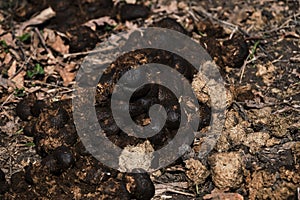 The place of grazing of a herd of horses and their waste products as fertilizer for the garden. Horse shit on the ground in a