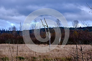 A place for a  long walk under the blue sky in Washington state. A landscape view of trees and plants.