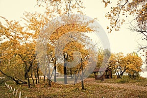 Place of magic. Urban park in fall. Park landscape in autumn. Trees change color in park. Autumn park. Recreation and