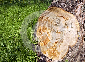 Place for text on cut trunk