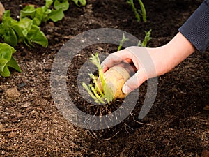 Place tubers in ground, healthy sprouts chitting seed potatoes