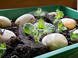 Place tubers on a tray; healthy sprouts chitting seed potatoes photo