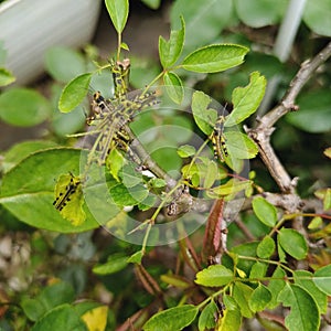 A place where small grasshoppers gather on the leaves