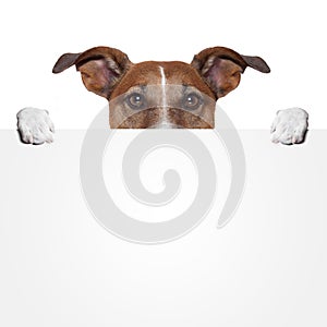 Placeholder banner dog