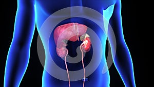 Placement of Kidneys and Liver