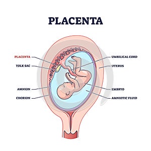 Placenta anatomical structure with inner organ part titles outline diagram