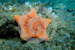 Placenta biscuit starfish - (Sphaerodiscus placenta)