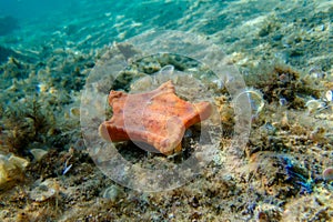 Placenta biscuit starfish - (Sphaerodiscus placenta)