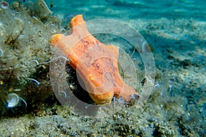 Placenta biscuit starfish - (Sphaerodiscus placenta)