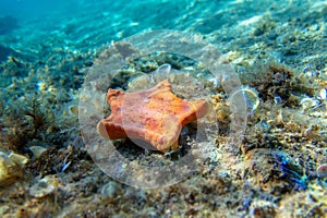 Placenta biscuit starfish - (Sphaerodiscus placenta)