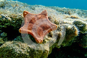 Placenta biscuit starfish - (Sphaerodiscus placenta)
