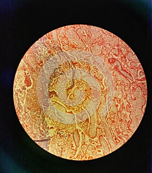 Placenta Cross-section
