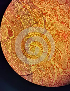 Placenta Cross-section