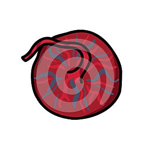 Placenta doodle icon, vector color line illustration