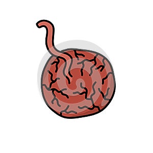 Placenta doodle icon, vector color line illustration