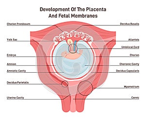 Placenta and fetal membrance anatomy. Placental structure and circulation photo