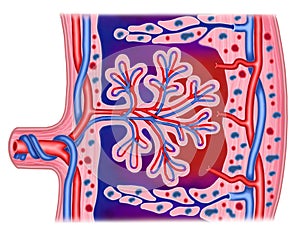 Placenta