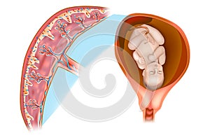 Placental structure and circulation.