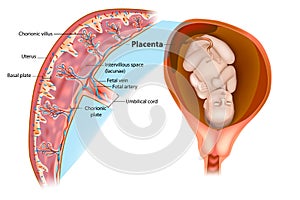 Placental structure Vector