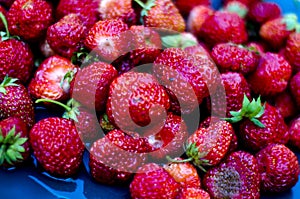 Placer big juicy berries strawberry closeup. photo