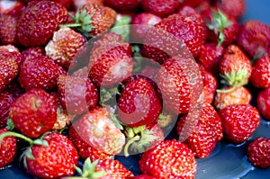 Placer big juicy berries strawberry closeup. photo