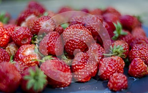 Placer big juicy berries strawberry closeup. photo