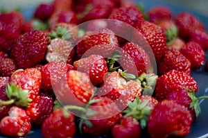 Placer big juicy berries strawberry closeup. photo