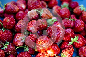 Placer big juicy berries strawberry closeup. photo