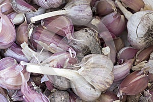 Placer mature garlic photo
