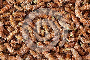 Placer of pine buds, medicinal raw, close-up macro top view. photo