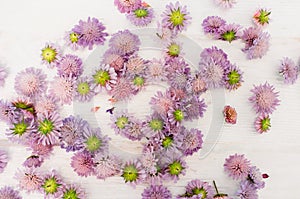 Placer of purple asters on white background photo