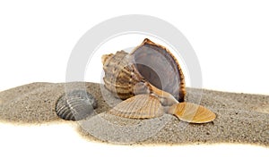 placer sand with seashells isolated on white photo