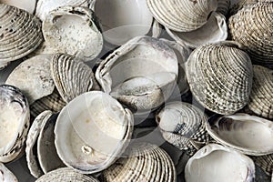 Placer shells photo