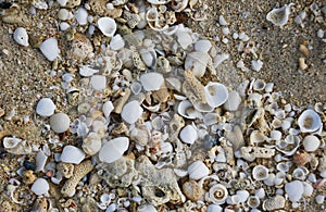 Placer shells on the sandy seashore photo