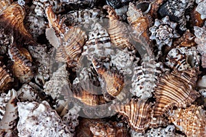 Placer striped empty sea shells photo