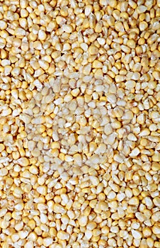 Placer of yellow corn photo