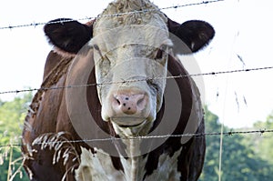 Placid cow