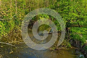 Placid flowing creek in spring