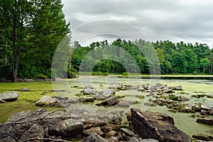 Placid lake shoreline with algae