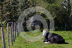 Placid looking black baldy breed cow resting in the sun in a country field