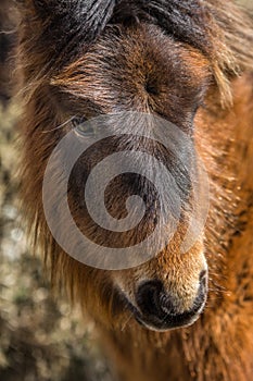 Placid young Wild Pony on Bodmin Moor, Mid Cornwall