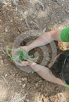 Placing root balls in the pit