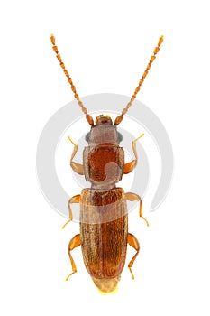 Placonotus testaceus