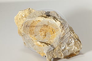 Placosmilia fossil mold  macro photografy photo
