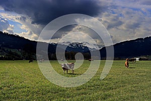 Plaffeien. Fribourg alps with cows and mountains Kaiseregg