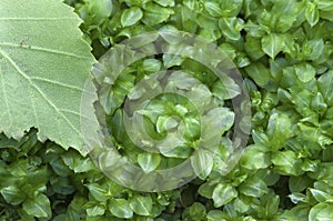 Plagiomnium medium moss