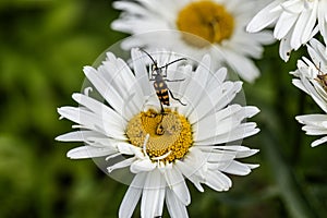 Plagionotus arcuatus, striped longhorned beetle close-up on chamomile flower