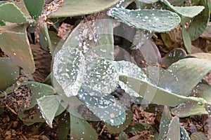Plague that affects prickly pears, the cause of the disease suffered by this species is the cochineal, a parasite that feeds on