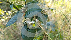 An plague of an army of hungry caterpillars eating the leafs of a plant