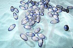 Plague bacteria Yersinia pestis